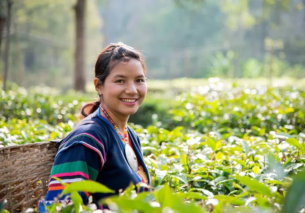 Araksa Tea Garden, où un sol sain crée un thé extraordinaire - Farmatuur