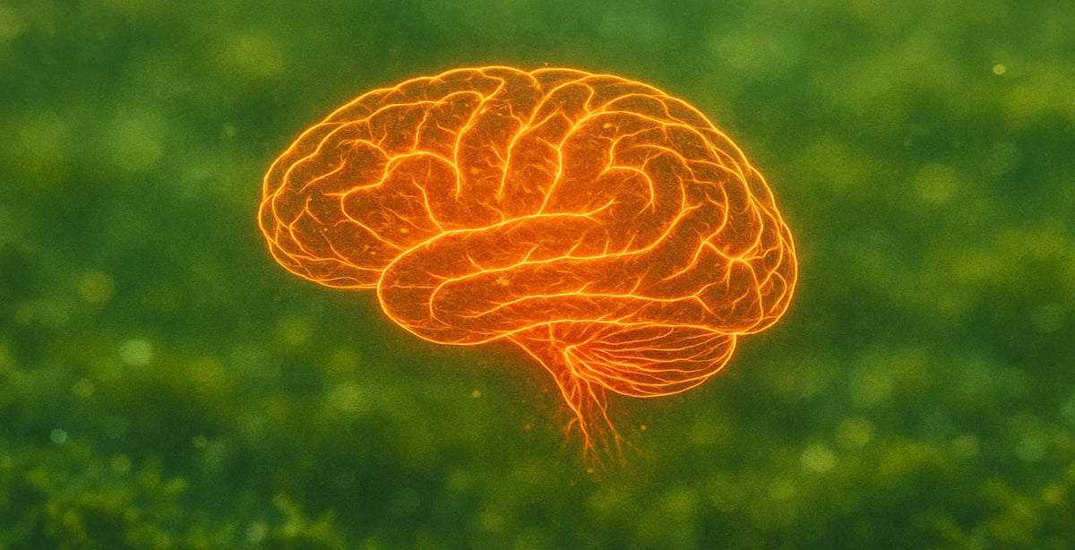 Les bienfaits de l'astaxanthine pour le cerveau et la santé cognitive - Farmatuur