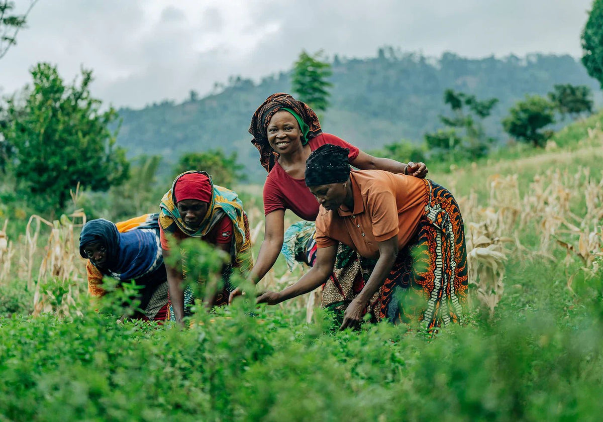 Kazi Yetu, le vrai goût de la Tanzanie pour le monde entier - Farmatuur