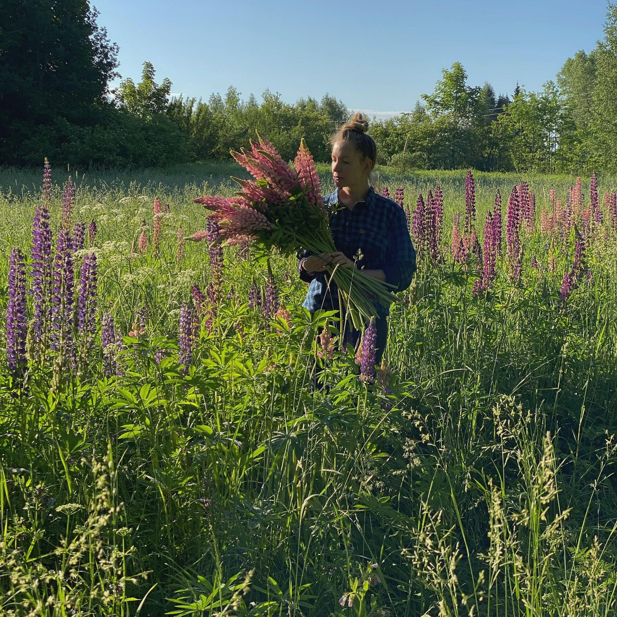 Laura Kreišmane et DABBA : plantes du Nord, la révolution discrète d'une fondatrice - Farmatuur