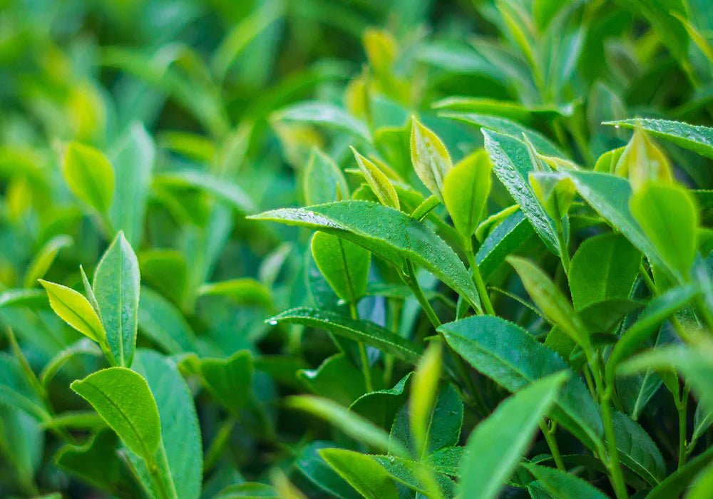 Le thé oolong, là où la nature rencontre le savoir-faire - Farmatuur