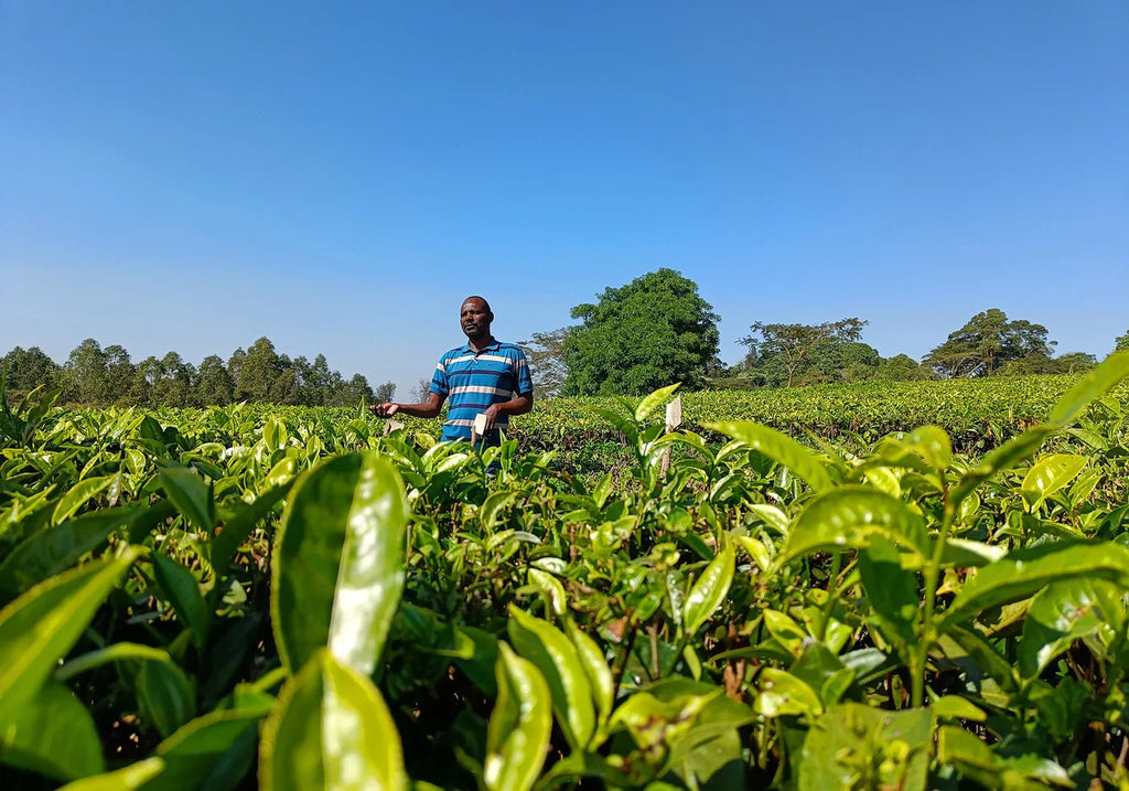 Satemwa Tea Estate, un siècle de savoir-faire du thé dans les hautes terres du Malawi - Farmatuur