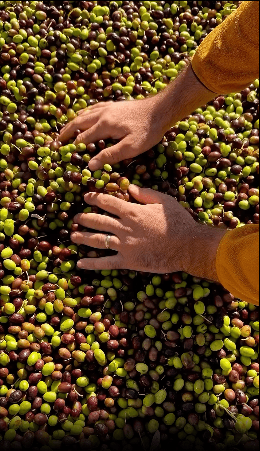 La révolution de l'huile d'olive : polyphénols, fraîcheur et quête de qualité - Farmatuur