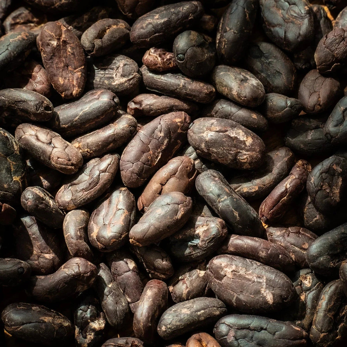 Ce que le cacao peut vraiment faire pour vous ! - Farmatuur