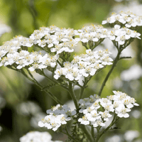 Teinture formule cholestérol - Farmatuur