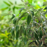 Teinture formule cholestérol - Farmatuur