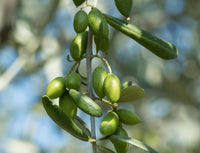 Green Machine - Bold Flavour. High Phenols. Everyday Heart Care.