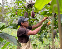Dalileo, éclats de cacao Criollo ancien - Farmatuur