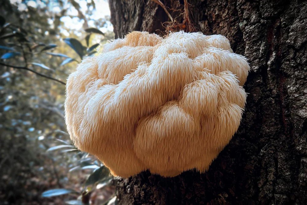 Fungtional Lion's Mane - Farmatuur