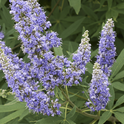 Teinture formule hormones - Farmatuur