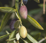 Yellow Mellow Extra Virgin Olive Oil