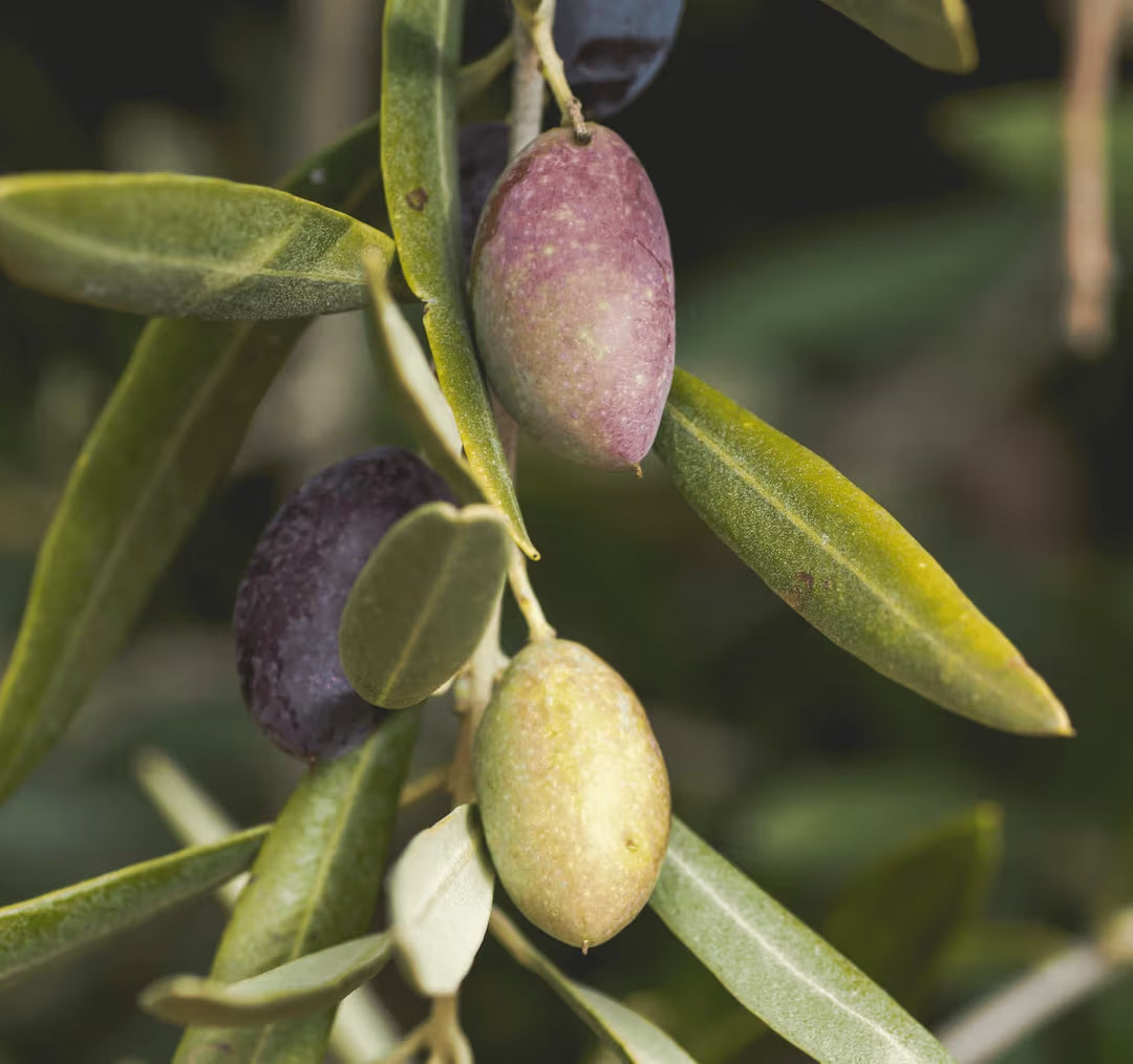 Yellow Mellow Extra Virgin Olive Oil