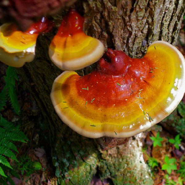 Teinture de champignon reishi (Ganoderma lucidum) - Farmatuur