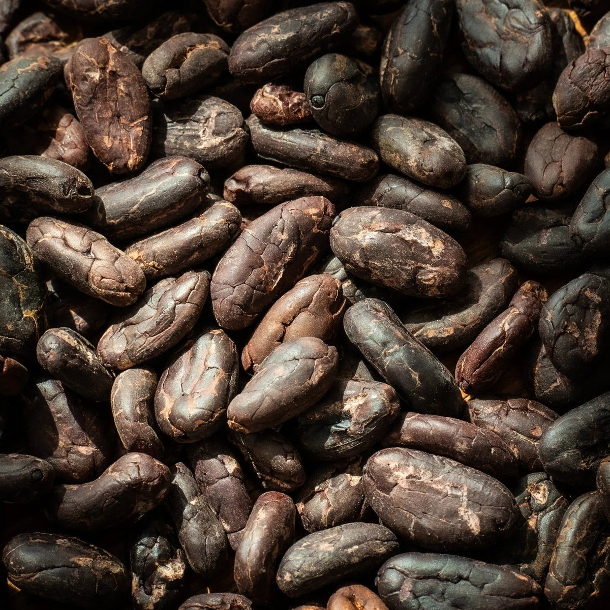 Fèves de cacao non torréfiées - Farmatuur