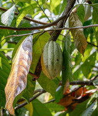 Grués de cacao non torréfiés - Farmatuur